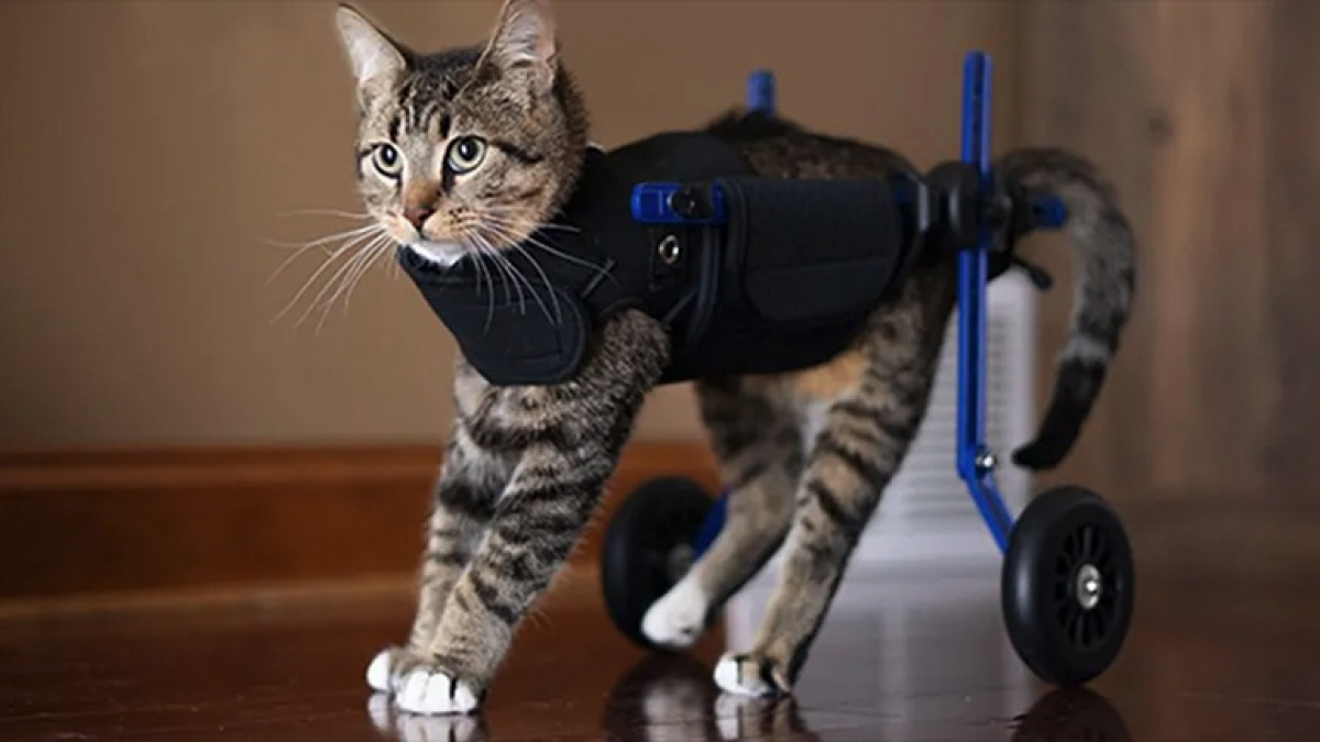 Illustration : "Un chaton handicapé retrouve sa mobilité grâce à un dispositif à roulettes offert par une association (vidéo)"