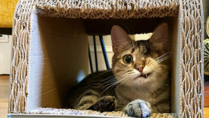 Illustration : Un chaton borgne cherche sa maison pour toujours après avoir fait preuve d’une résilience hors pair