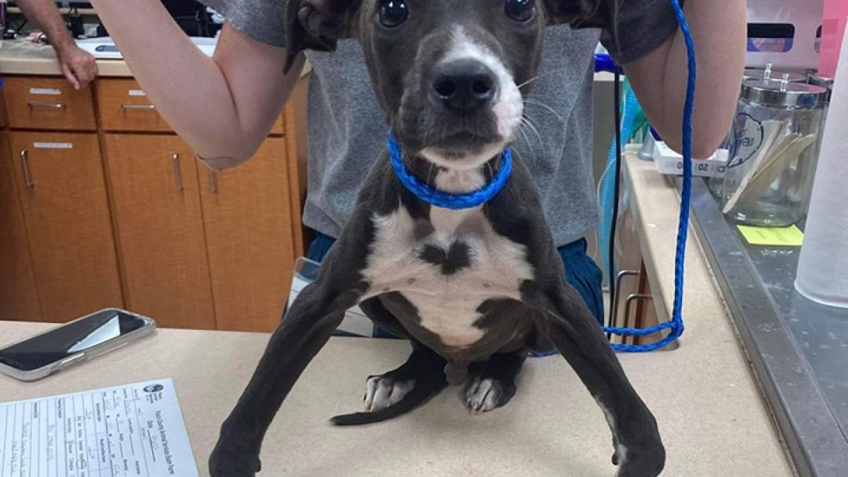 Illustration : "Un chiot aux pattes arquées retrouvé errant et en insuffisance pondérale reçoit des soins à la clinique vétérinaire"