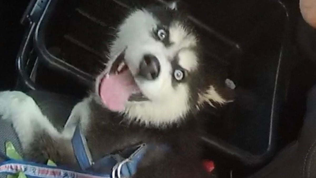 Illustration : "La police porte secours à un chien enfermé dans une voiture et muselé avec du ruban adhésif (vidéo) "