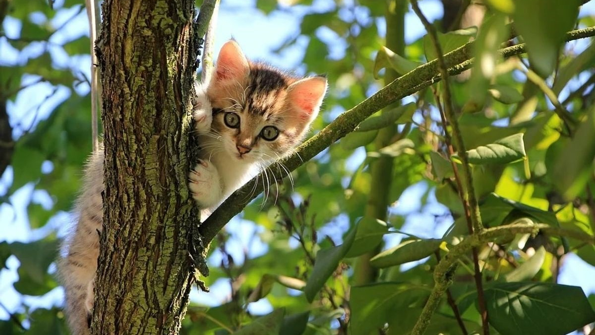 Illustration : "Le voisinage demande de l'aide à un élagueur pour sauver un chat coincé dans un arbre de 12 mètres de haut"