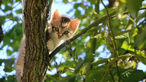 Illustration : Le voisinage demande de l'aide à un élagueur pour sauver un chat coincé dans un arbre de 12 mètres de haut