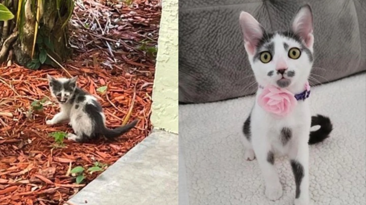 Illustration : "La belle transformation d’une chatonne sauvage 2 mois après son sauvetage"