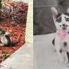 Illustration : La belle transformation d’une chatonne sauvage 2 mois après son sauvetage