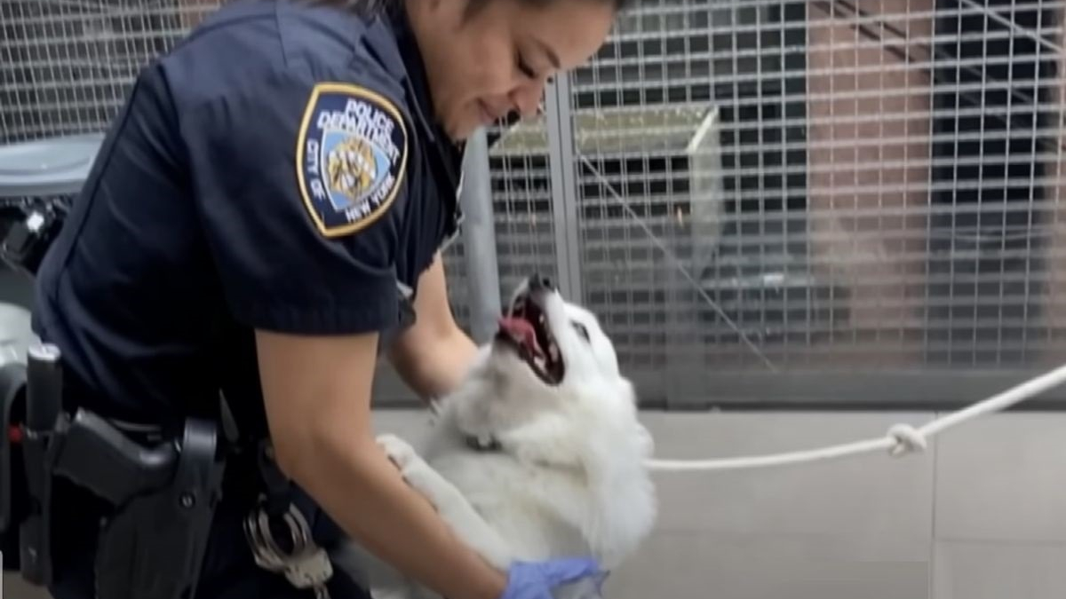 Illustration : "Une officière de police libère un chien de la fournaise d'une voiture, puis décide d'aller plus loin"