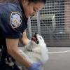 Illustration : Une officière de police libère un chien de la fournaise d'une voiture, puis décide d'aller plus loin