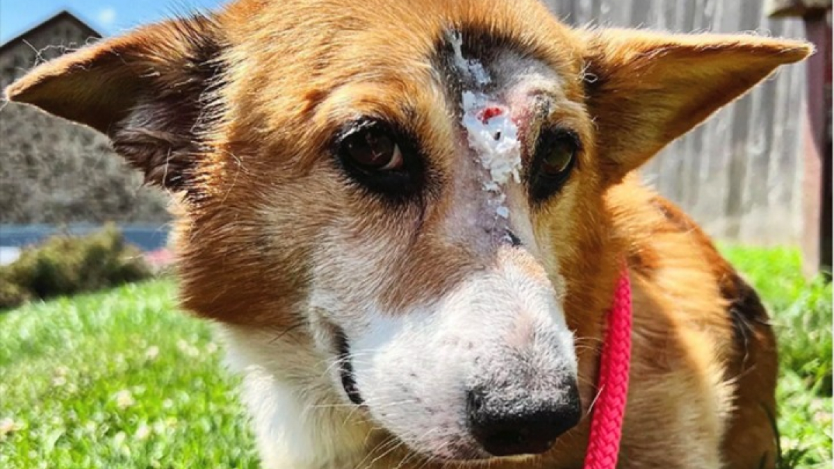 Illustration : "Un Corgi survit miraculeusement à un tir de balle entre les 2 yeux, une enquête est en cours"