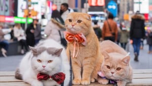 Illustration : Ces 3 chats parcourent le monde avec leurs propriétaires lors de voyages inoubliables