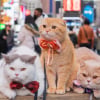Illustration : Ces 3 chats parcourent le monde avec leurs propriétaires lors de voyages inoubliables