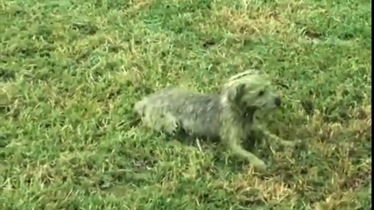 Illustration : "Cette femme a été surprise en découvrant son petit chien complètement vert"