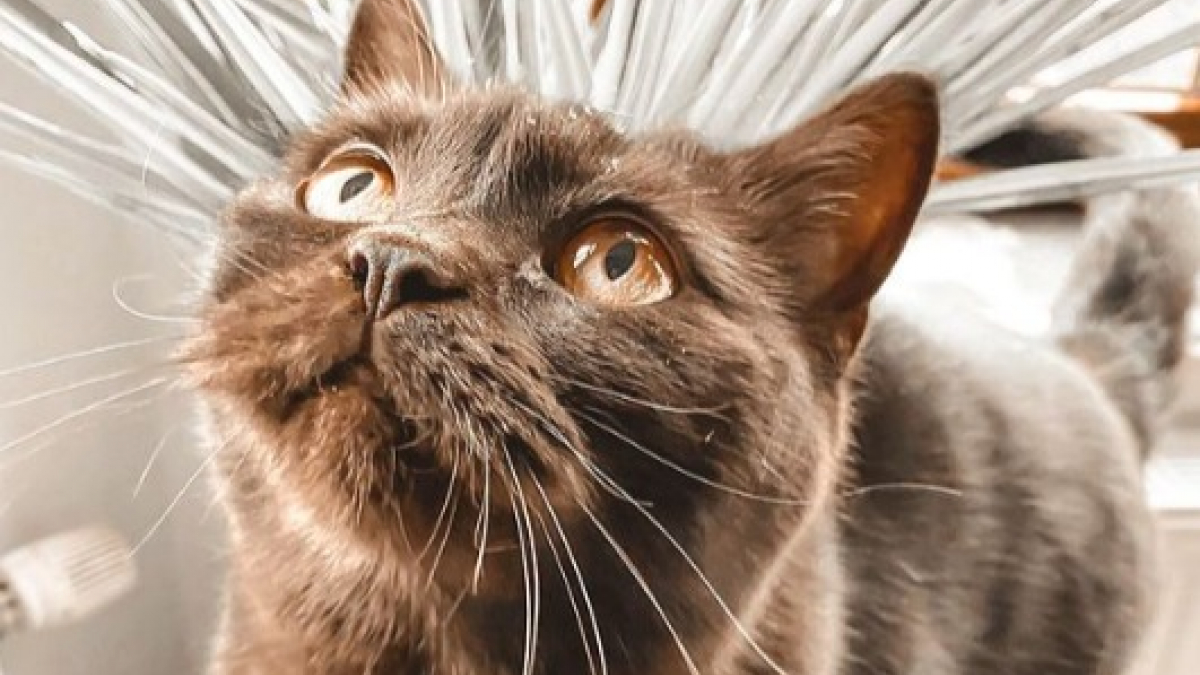 Illustration : "20 photos de chats dont la robe chocolat leur offre un charme inégalable"