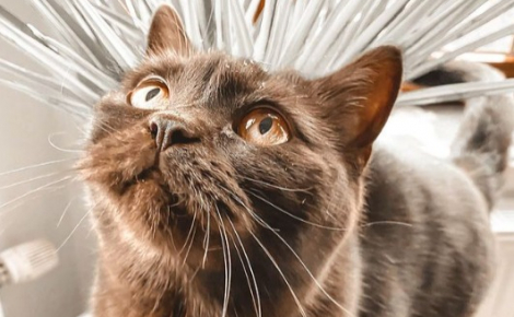 Illustration : 20 photos de chats dont la robe chocolat leur offre un charme inégalable