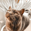 Illustration : 20 photos de chats dont la robe chocolat leur offre un charme in&eacute;galable