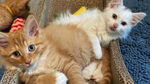 Illustration : Ces 2 chatons qui se sont liés d’amitié au refuge ne seront jamais séparés