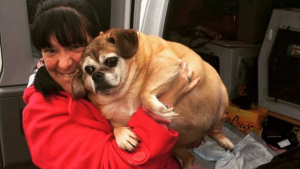 Illustration : Cette chienne atteinte d’obésité morbide a perdu 16 kilogrammes après avoir suivi un régime chez son adoptante