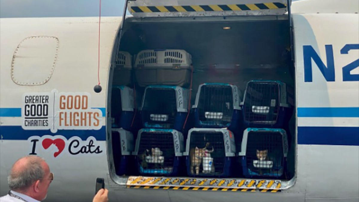 Illustration : "150 chats transportés en avion d’un État à un autre pour résoudre le problème de surpopulation au sein des refuges"