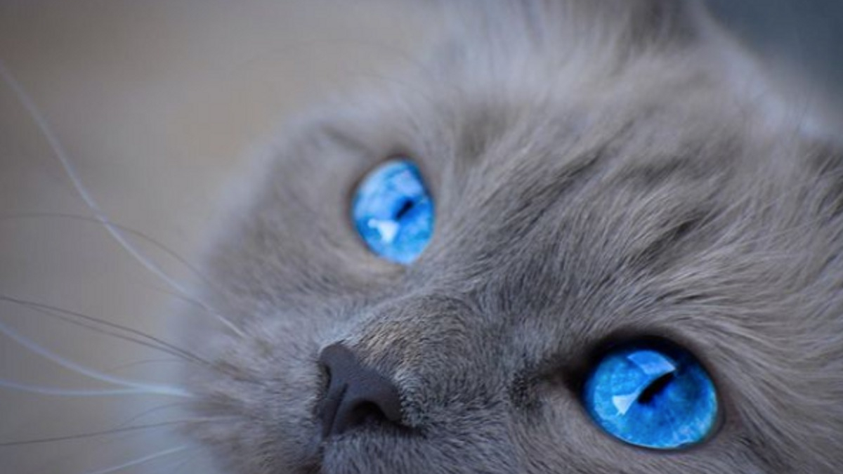 Illustration : "20 photos de chats dont les yeux magnifiquement bleus reflètent le ciel"