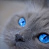 Illustration : 20 photos de chats dont les yeux magnifiquement bleus refl&egrave;tent le ciel