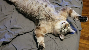 Illustration : 20 photos hilarantes de chats au comportement étrange et qui ne les rend que plus attachants