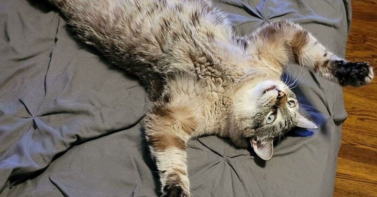 Photos Hilarantes De Chats Au Comportement Etrange Et Qui Ne Les Rend Que Plus Attachants