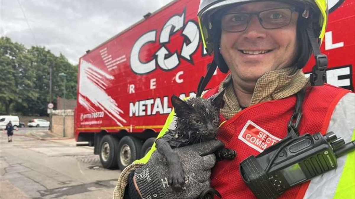 Illustration : "Un chaton sauvé in extremis d’un incendie est adopté par un des pompiers"