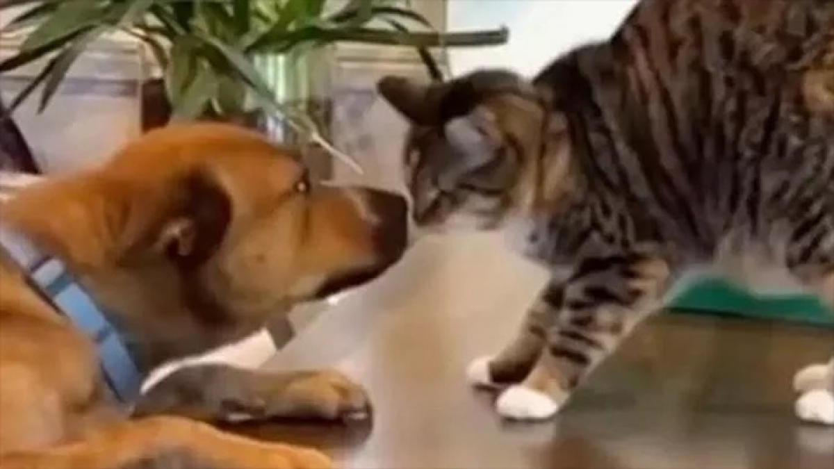 Illustration : "La vidéo émouvante d’un chien et d’un chat qui se retrouvent après un an de séparation"