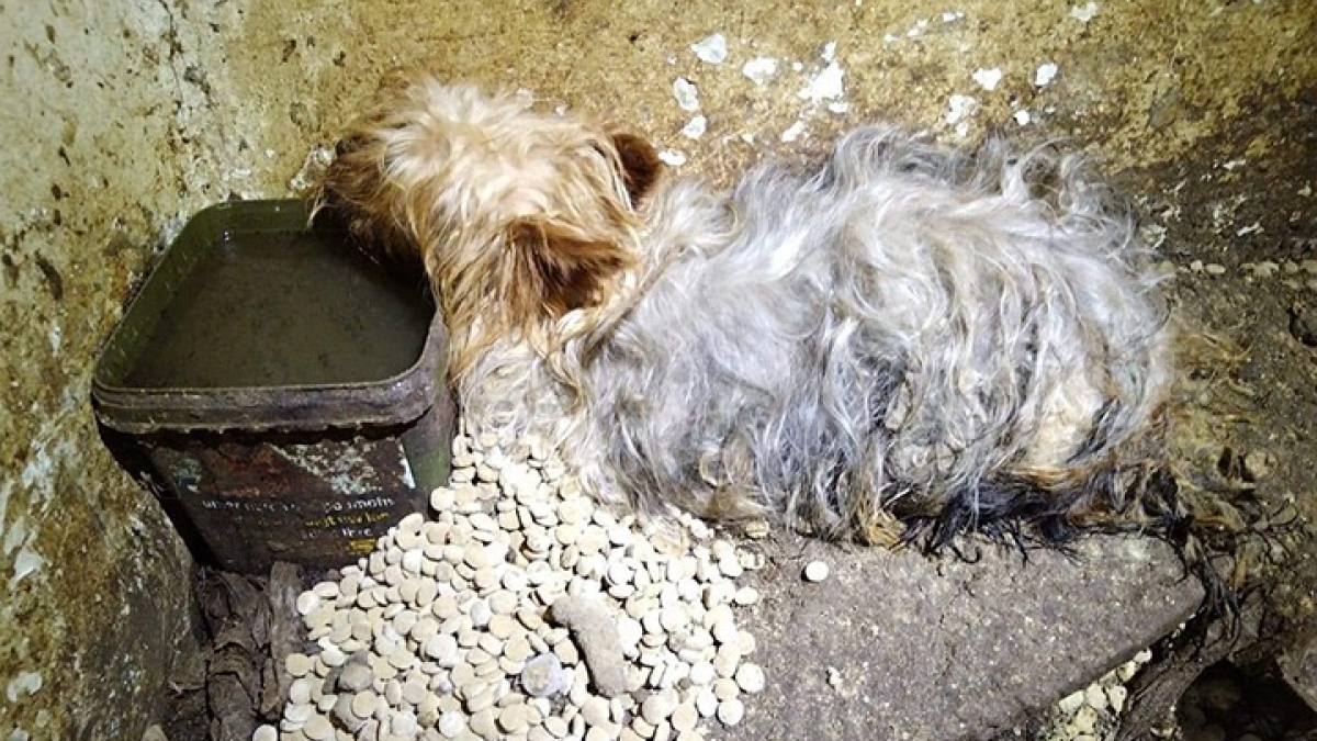 Illustration : "15 chiens secourus d’une maison insalubre dans le Nord : l’association lance un appel à l’aide"
