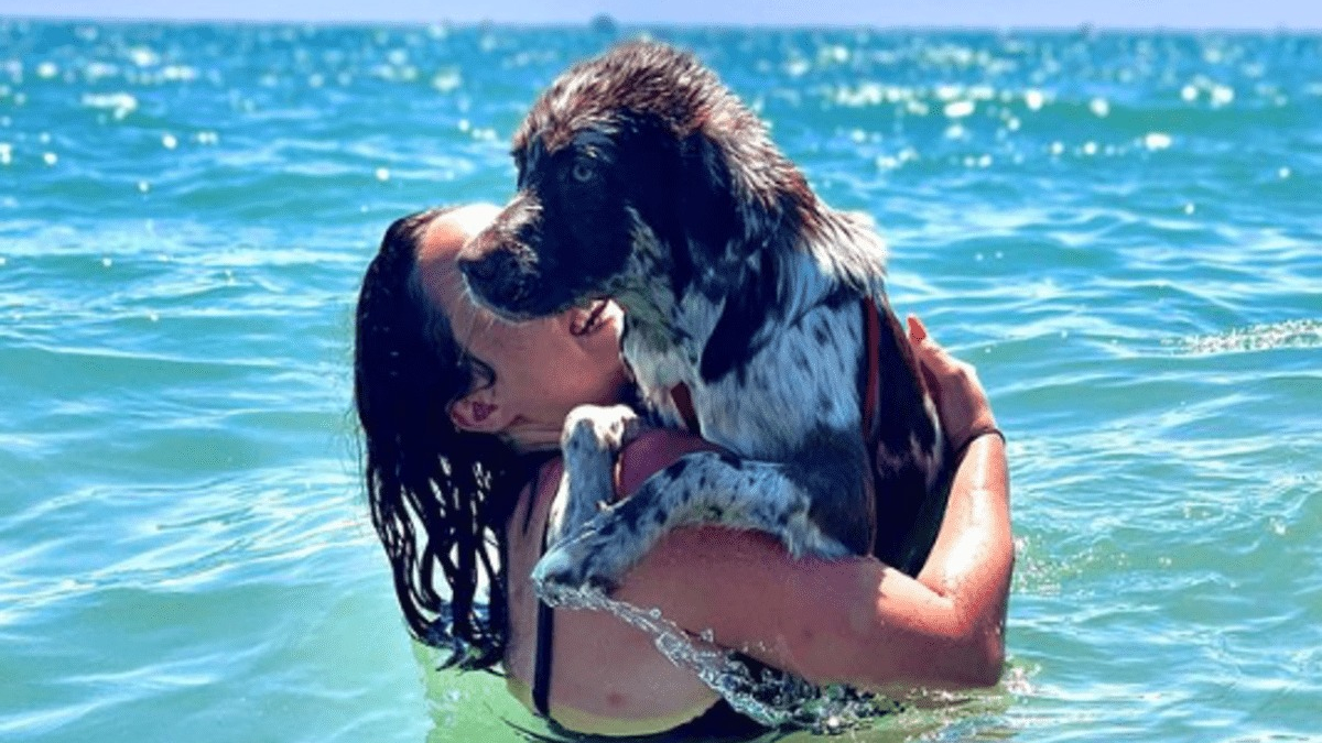 Illustration : "20 photos de chiens qui ne manqueraient jamais une occasion de s'amuser dans l'eau"