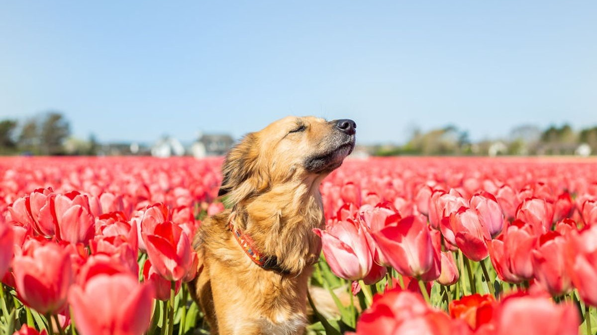 Illustration : "14 magnifiques photos de Tofu, chienne traumatisée que rien n'apaise autant que les fleurs"