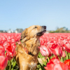 Illustration : 14 magnifiques photos de Tofu, chienne traumatisée que rien n'apaise autant que les fleurs