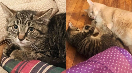 Illustration : Une chatonne sauvage se socialise grâce à la bienveillance d’un matou du refuge