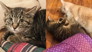 Illustration : Une chatonne sauvage se socialise grâce à la bienveillance d’un matou du refuge