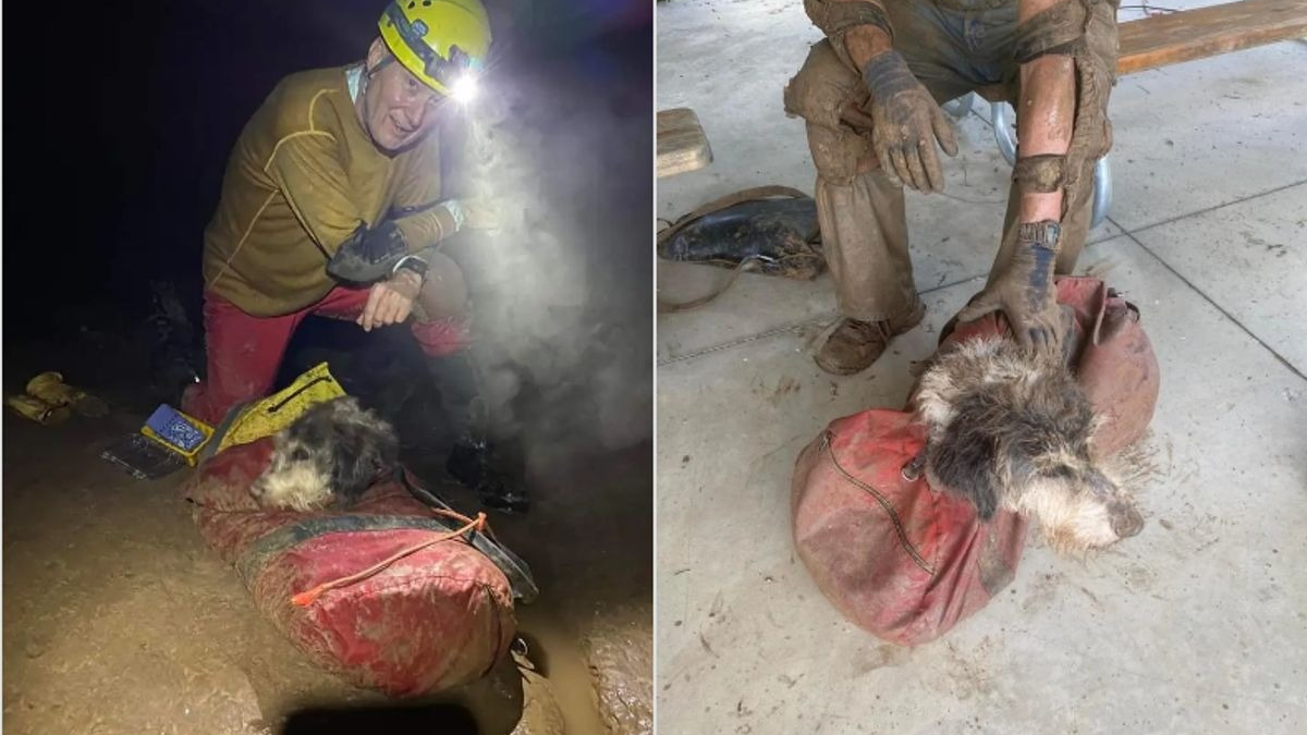 Illustration : "Opération de sauvetage délicate dans une grotte pour un chien perdu depuis près de 2 mois"