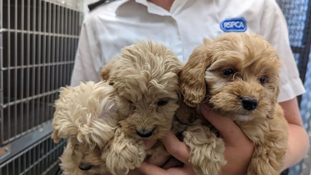 Illustration : "20 chiots abandonnés sur une aire de repos d’autoroute : une enquête est en cours"