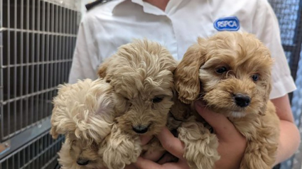 Illustration : 20 chiots abandonnés sur une aire de repos d’autoroute : une enquête est en cours