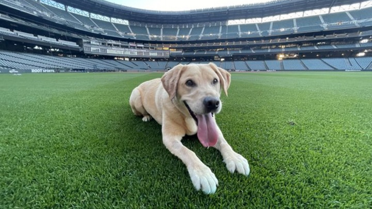 Illustration : "Un Labrador Retriever de refuge devient le ramasseur de balles officiel de l’équipe de baseball de Seattle"