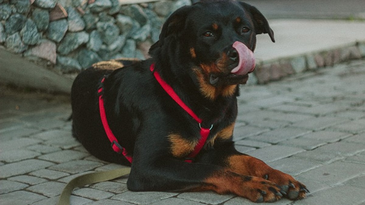 Illustration : "Un Rottweiler laissé 4 jours sur un balcon sans ressource : son maître placé en garde à vue"