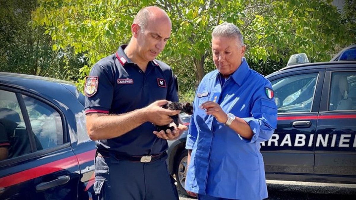 Illustration : "Des carabiniers sauvent un chaton coincé dans le moteur d’un véhicule et l’adoptent comme mascotte"