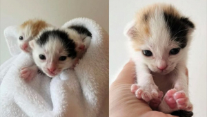 Illustration : 3 chatons secourus de justesse dans une ferme se battent pour la vie