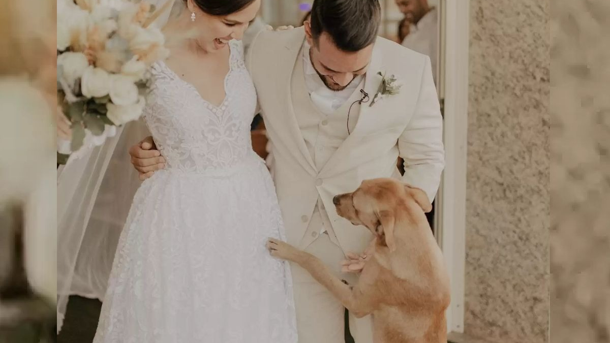 Illustration : "Un chien errant boiteux s'invite à un mariage, le couple prend une décision inattendue à son sujet"
