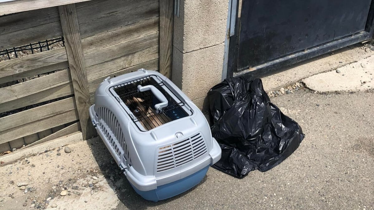 Illustration : "Abandonnée en plein soleil par 40 °C, cette chatte lourdement handicapée fait preuve d'un courage exemplaire (vidéo)"