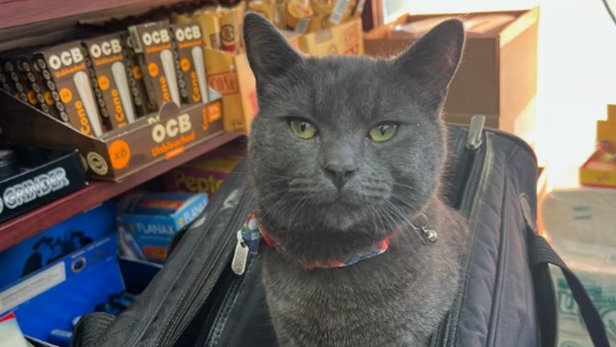 Illustration : "Kidnappé devant la boutique de son propriétaire, un chat reste introuvable pendant plus d'une semaine et son sort émeut de nombreux New-yorkais"