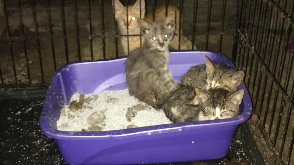 Illustration : "Une quarantaine de chats sauvés d'un refuge insalubre après 2 jours d'intervention"