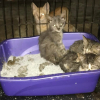 Illustration : Une quarantaine de chats sauvés d'un refuge insalubre après 2 jours d'intervention