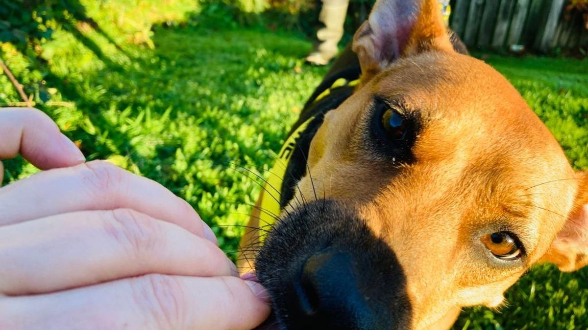 Illustration : "Maya, chienne incomprise qui se rongeait les pattes, attend de trouver une famille aimante depuis près de 2 ans"