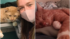 Illustration : 20 photos touchantes de chats totalement transformés par leur adoption