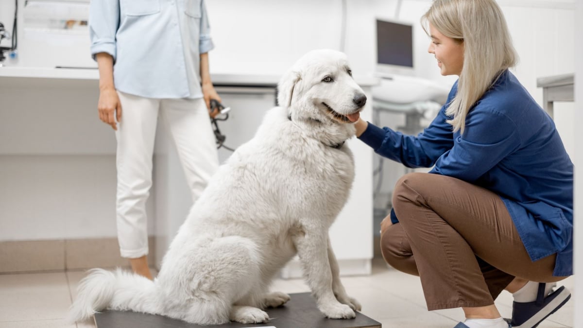 Illustration : "Évaluer le score d'état corporel de son chien ou de son chat"