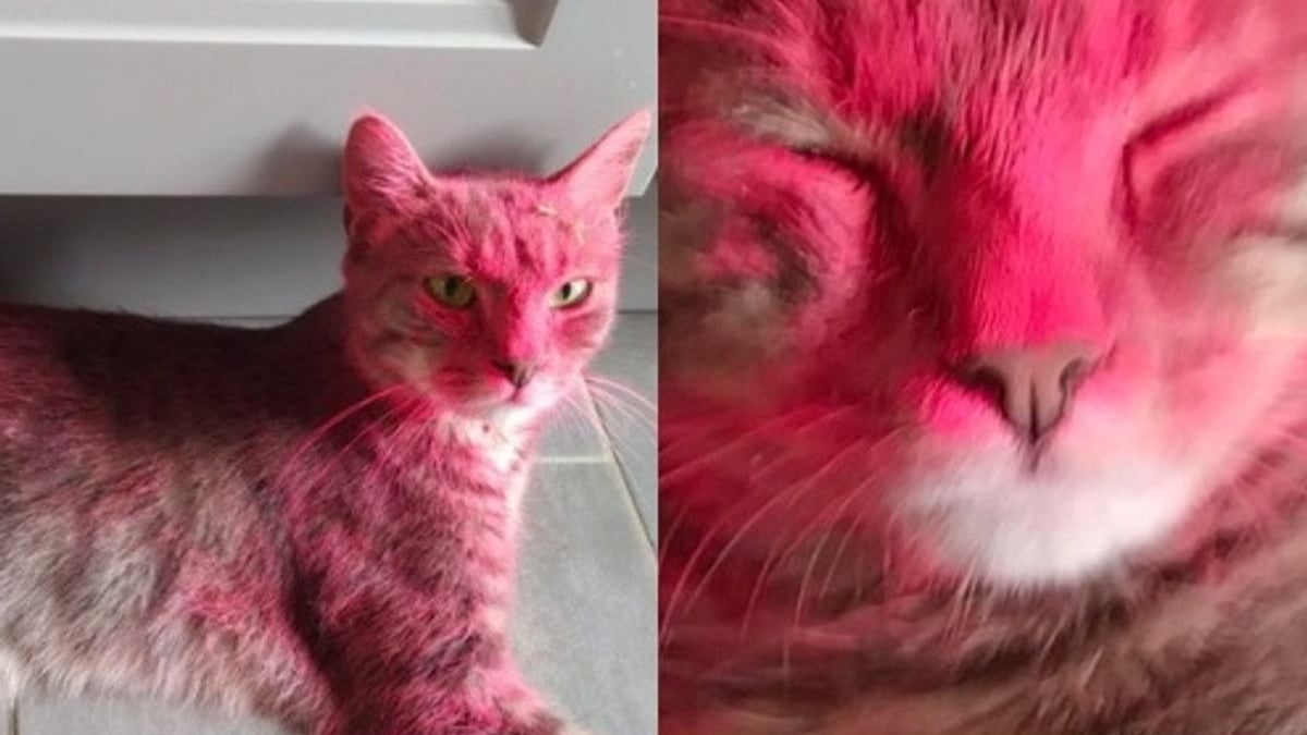 Illustration : "Un chat revient chez lui complètement recouvert de peinture, ses propriétaires veulent que justice lui soit rendue"