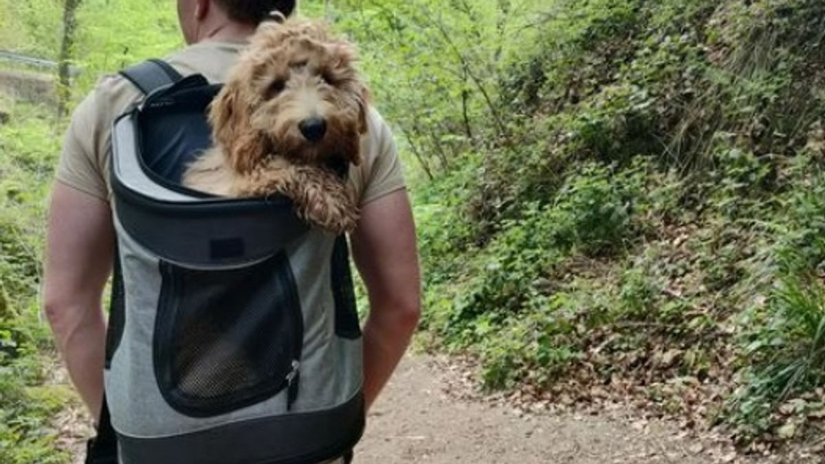 Illustration : "20 chiens confortablement installés dans leur sac et fin prêts pour la rando"