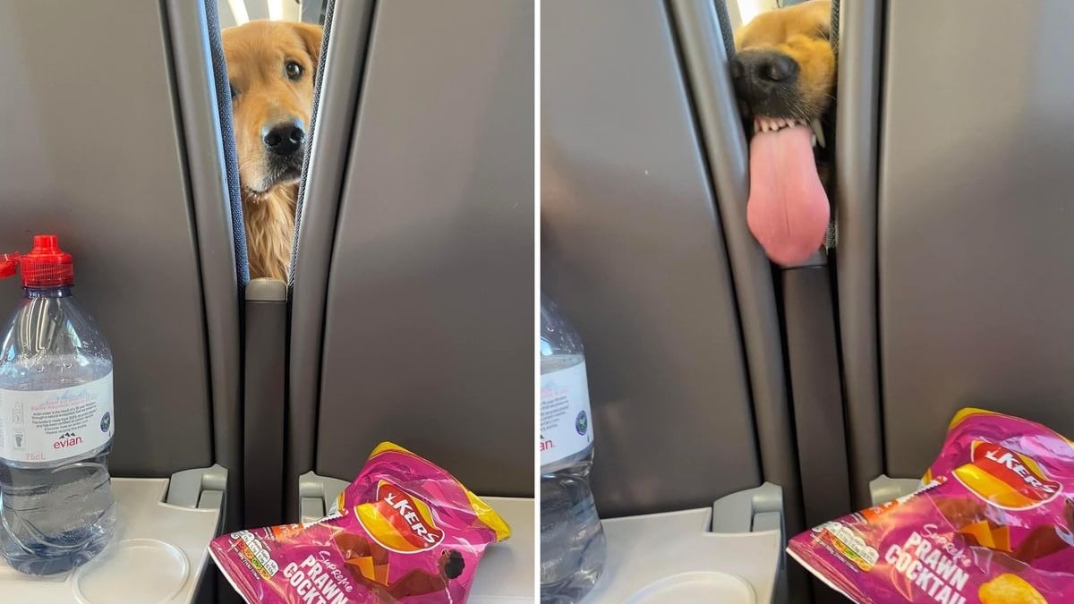 Illustration : "La vaine mais hilarante tentative de ce Golden Retriever d'attraper des chips dans un train devient virale"